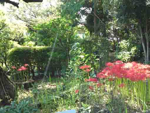 ajisai blossoms behind red spider lilies