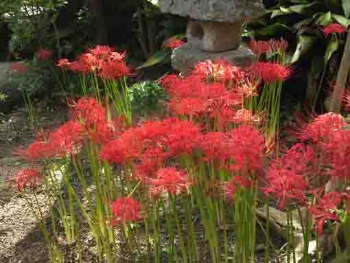 red cluster amaryllis in Myouonji