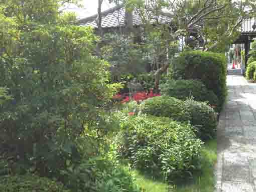the garden beside the approach of  Myouonji