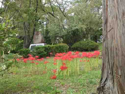須和田公園に咲くヒガンバナ