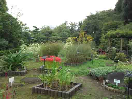 the garden in late summer