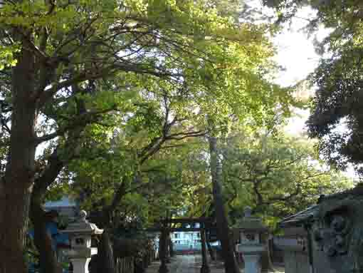 a view from the main hall of Tenso Jinja