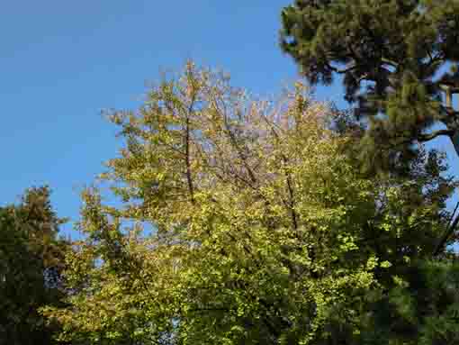 tips of gingko trees in the blue sky