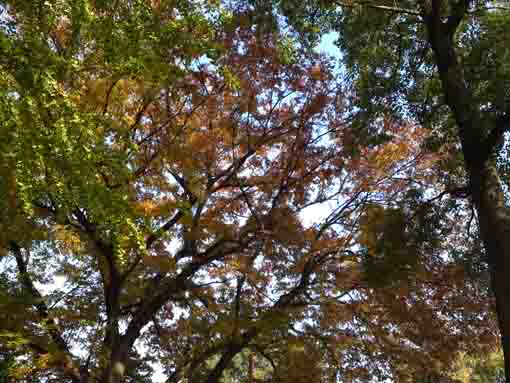gingko and zelkova leaves in the sky