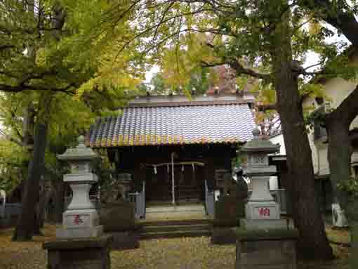 松本天祖神社黄金色の絨毯