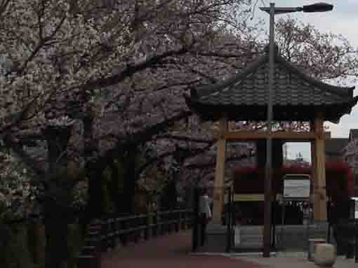Matsura no Kane under Cherry Blossoms