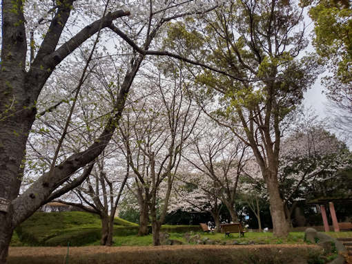 令和６年三郷公園に咲く満開のソメイヨシノ