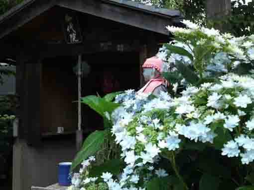 hydrangeas in Miyonoin Shrine