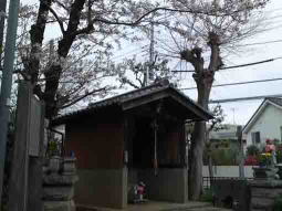 cherry blossoms and Miyonoin Shrine