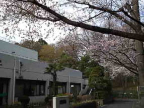 cherry trees in Ichikawa Museum