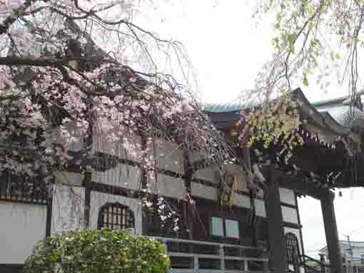 the cherry blossoms in Entonji Temple
