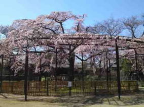 the overview of the drooping cherry blossoms