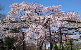 the drooping cherry blossoms