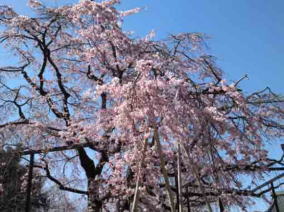 the weeping cherry tree in Myogyoji
