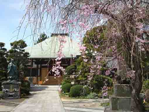 the weeping cherry tree and the main hall