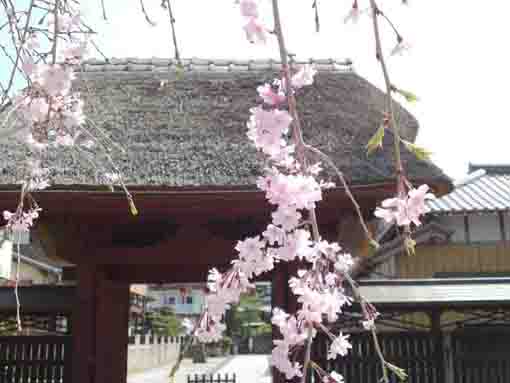 the weeping cherry tree and the gate