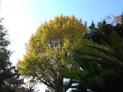 a ginko tree in the blue sky