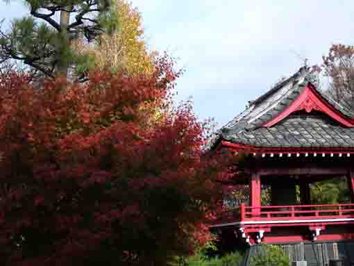 red maple leaves and the bell tower