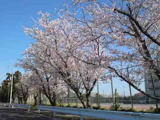 cherry blossoms beside the tennis court