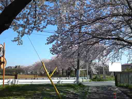 cherry trees in front of the field