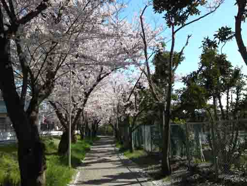 cherry trees beside HIgashi High School