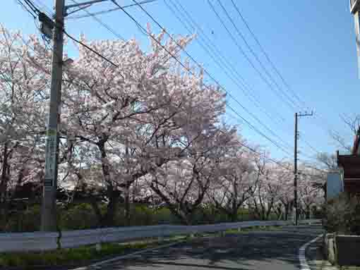 cherry blossoms to the high school