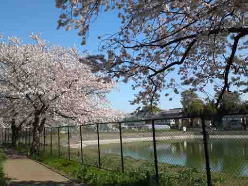 cherry blossoms by the pond