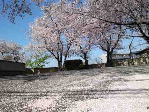 cherry blossoms scattered on the park