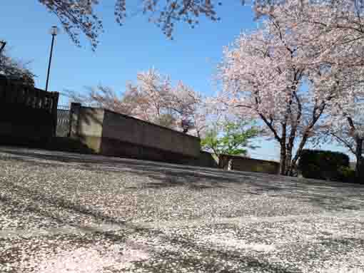 scattered cherry blossoms on the park