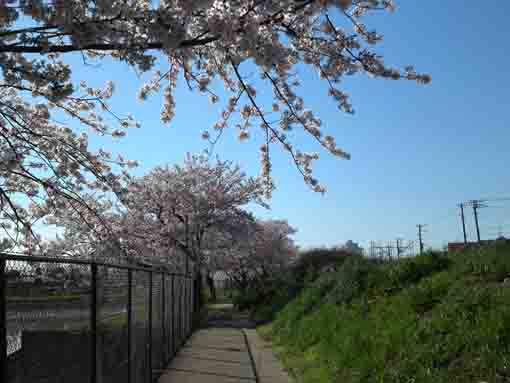 a lined cherry trees in fields