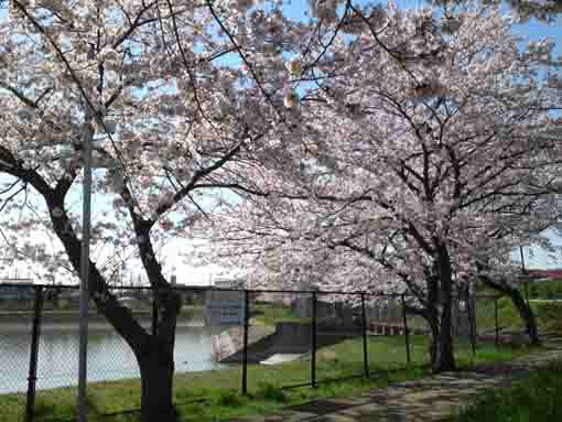 cherry blossoms, a pond and the sky