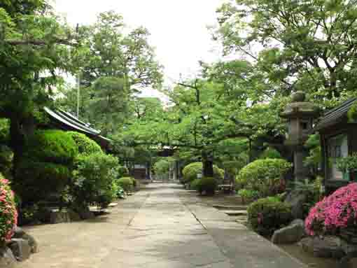 the approach road of Myoshoji Temple