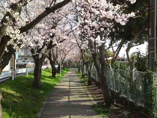 a narrow road covered by cherry blossoms