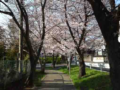 a tunnel of cherry blossoms to the school