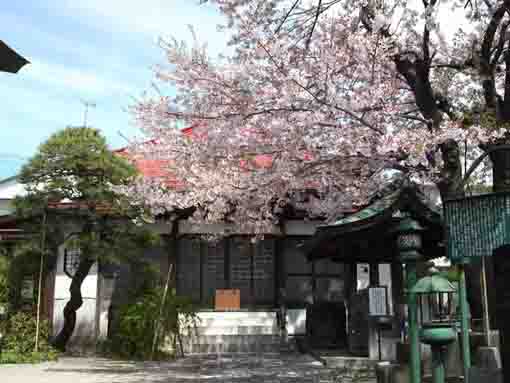 Cherry blossoms and Myouoji Temple