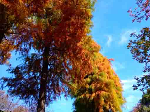 なぎさ公園の紅葉した木々２