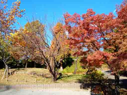 なぎさ公園の紅葉した木々６