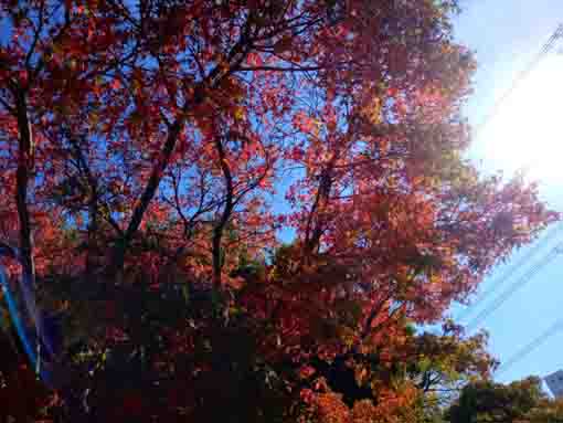 なぎさ公園の紅葉した木々５
