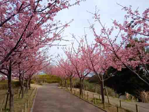 なぎさ公園に咲く河津桜の花1