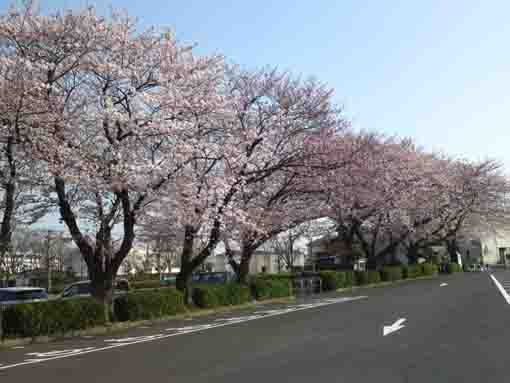 sakura in the park of Nakayama Horse Race