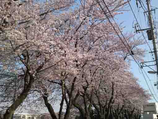 cherry trees along the park of Horse Race