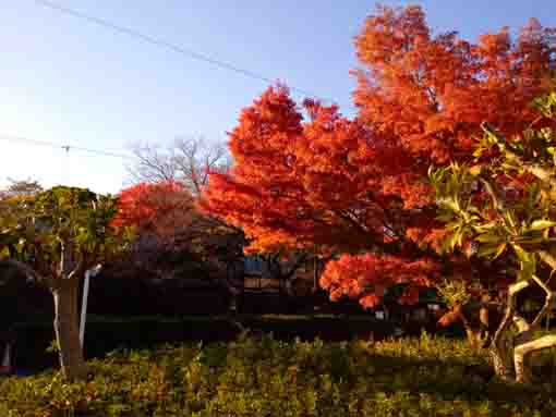 令和３年一之江名主屋敷の秋の風景１