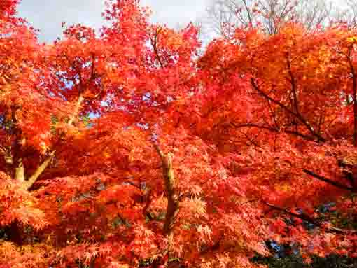 令和３年一之江名主屋敷の秋の風景８