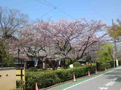 cherry blossoms over the Nagayamon gate