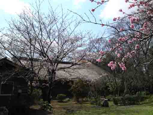 a thatched roof and cherry blossoms