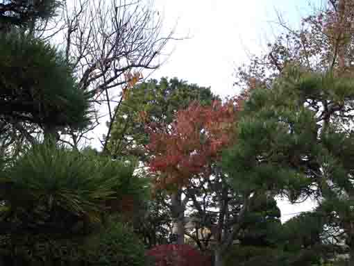 fall in Shinbori Garden