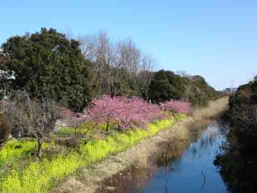 Kawazu Zakura along the river