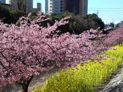 full blooming Kawazu Zakura