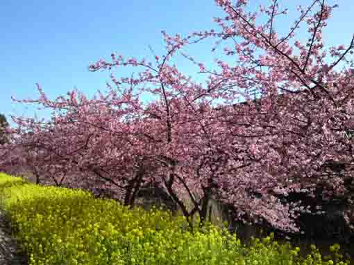 beautiful cherry trees in Yacho no Rakuen