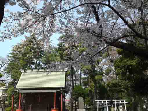 cherry blossoms in Ninoe Jinja Shrine